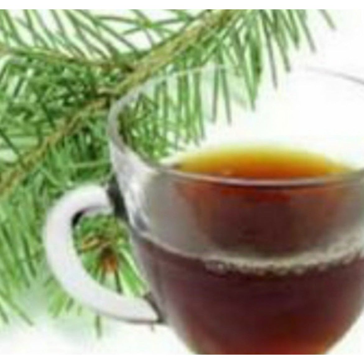 Pine Needle Tea